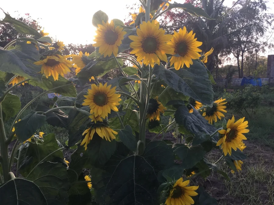 Shiv Bagh happy flowers 1200